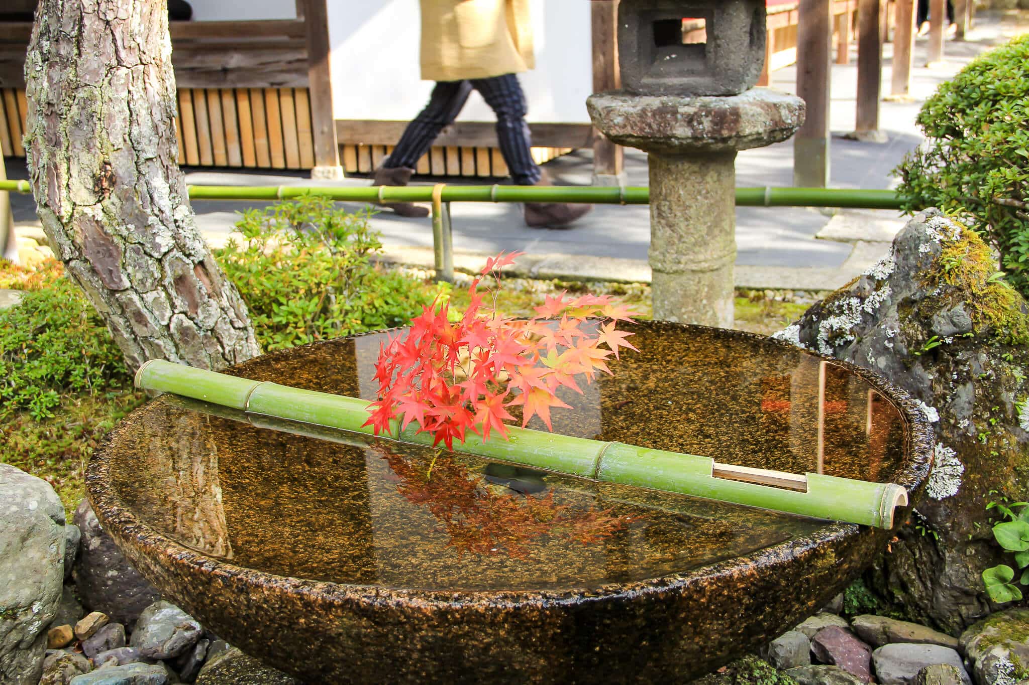 京都圓光寺の紅葉