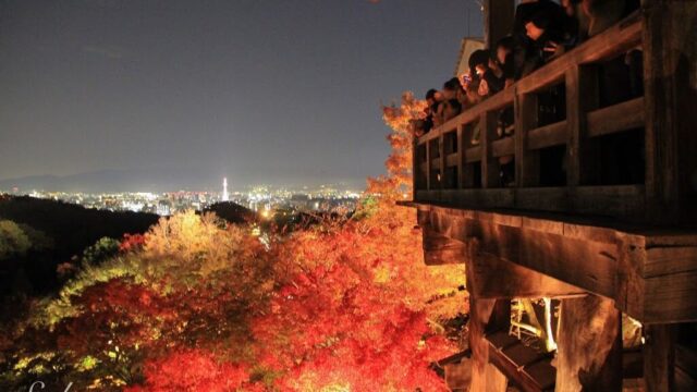 京都清水寺の紅葉ライトアップ