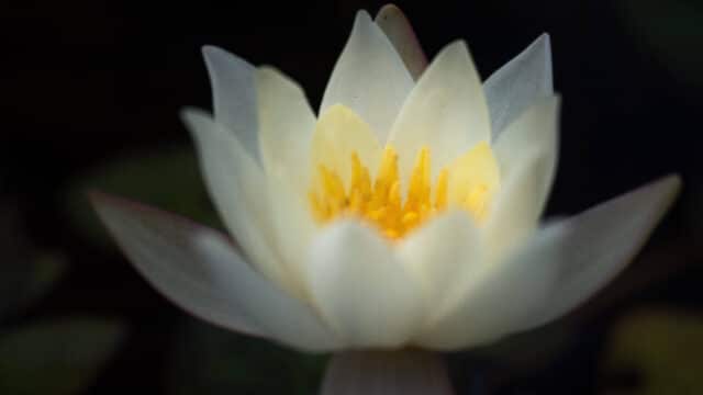 蓮の花