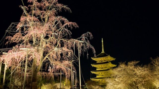 東寺の夜桜