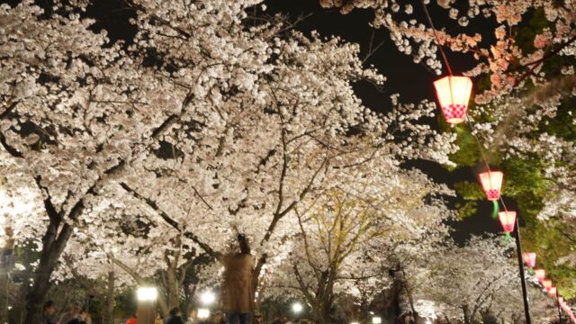 大阪城公園の夜桜ライトアップ
