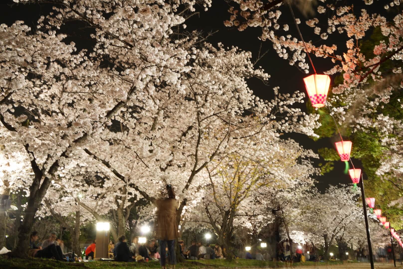 大阪城公園の夜桜ライトアップ