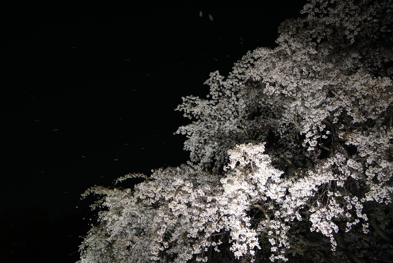 大阪城公園の夜桜ライトアップ