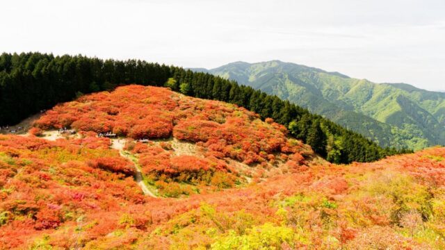 葛城山のつつじ