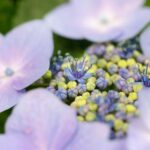 三渓園の紫陽花