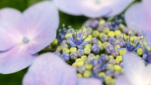三渓園の紫陽花