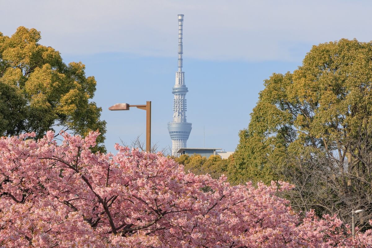 木場公園の河津桜と東京スカイツリー