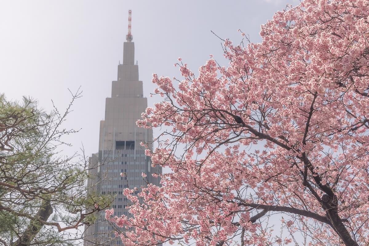 ドコモタワーと桜