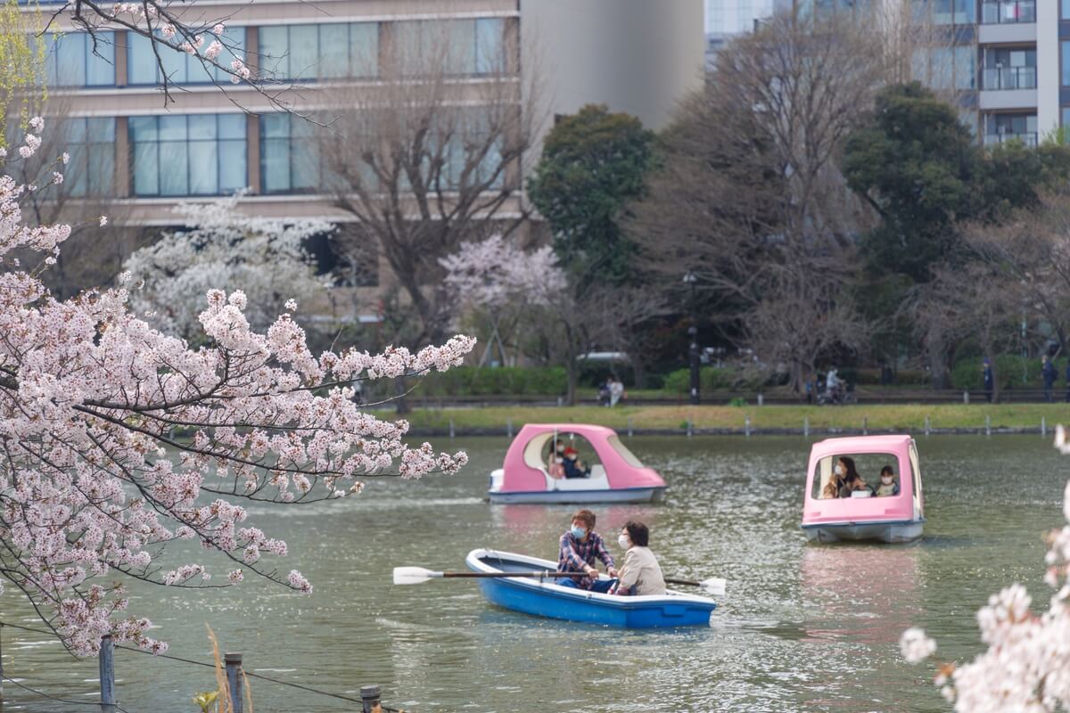 不忍池のボートと桜