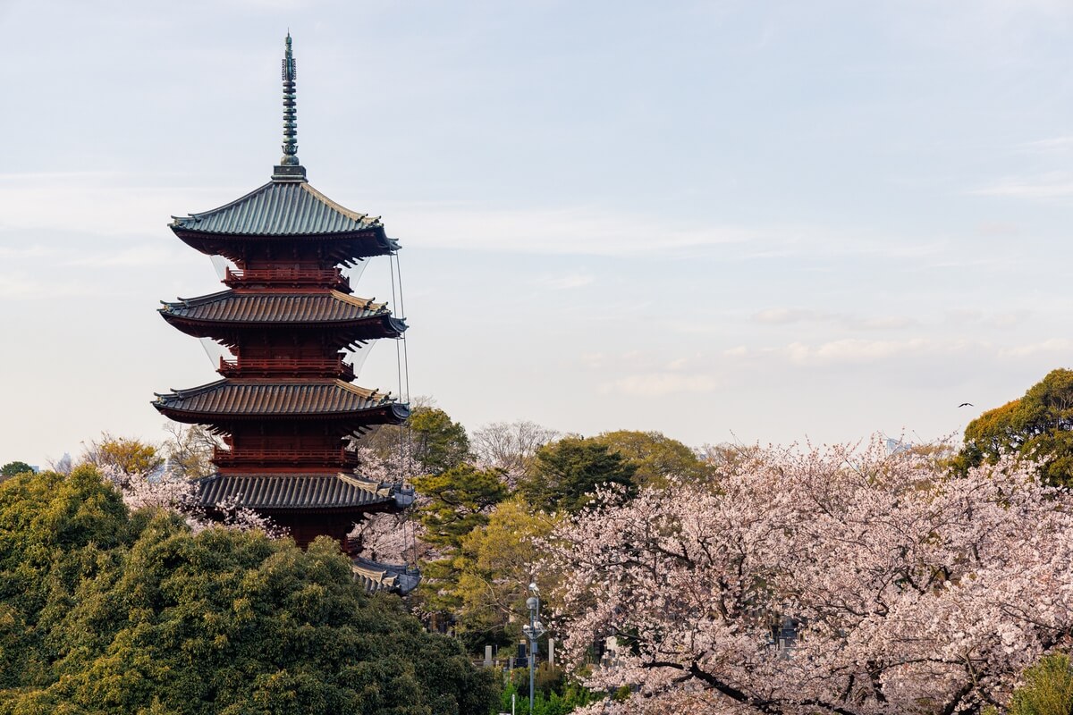 池上本門寺の五重塔と桜