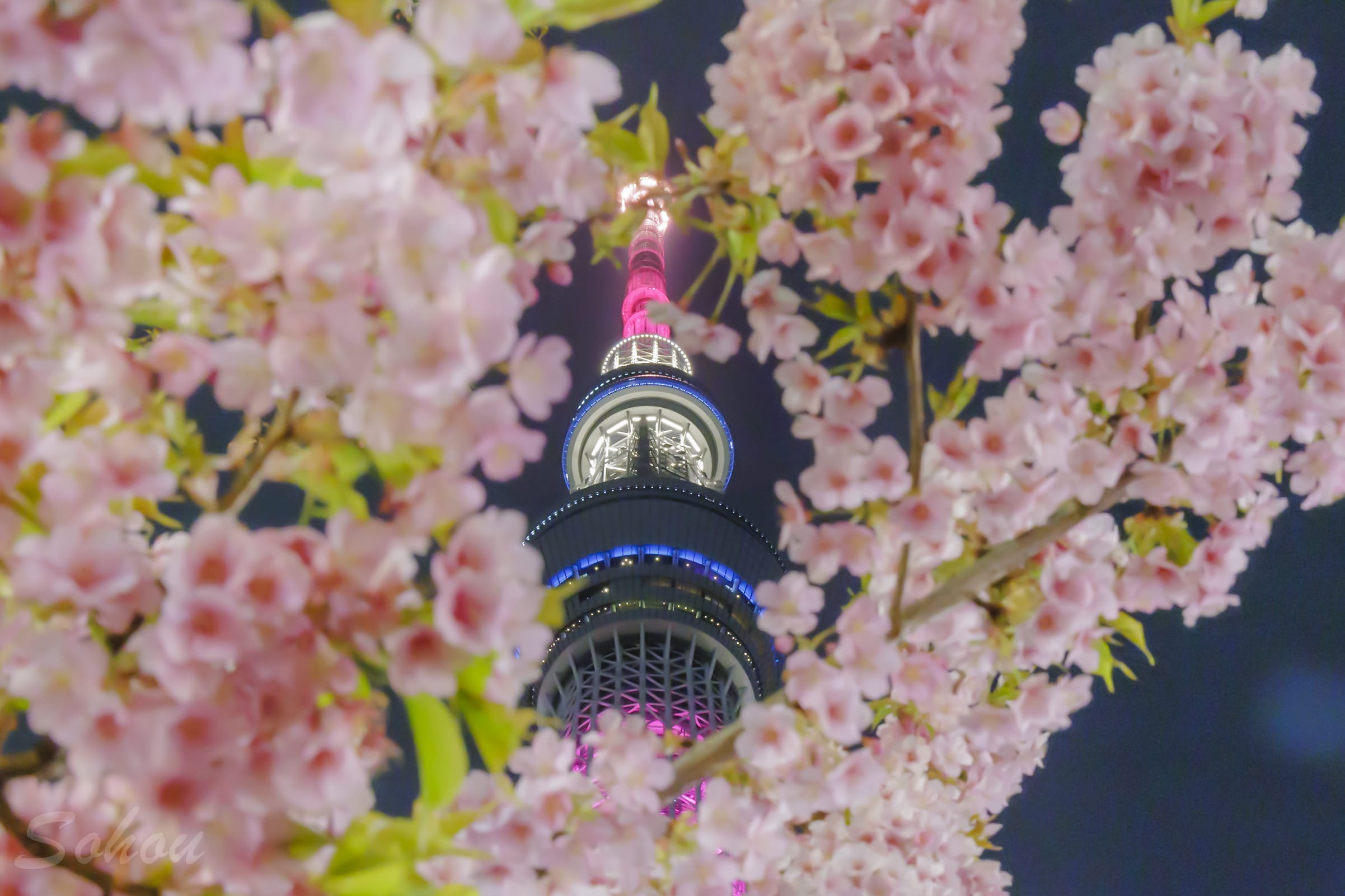 東京スカイツリーと河津桜の夜景ライトアップ