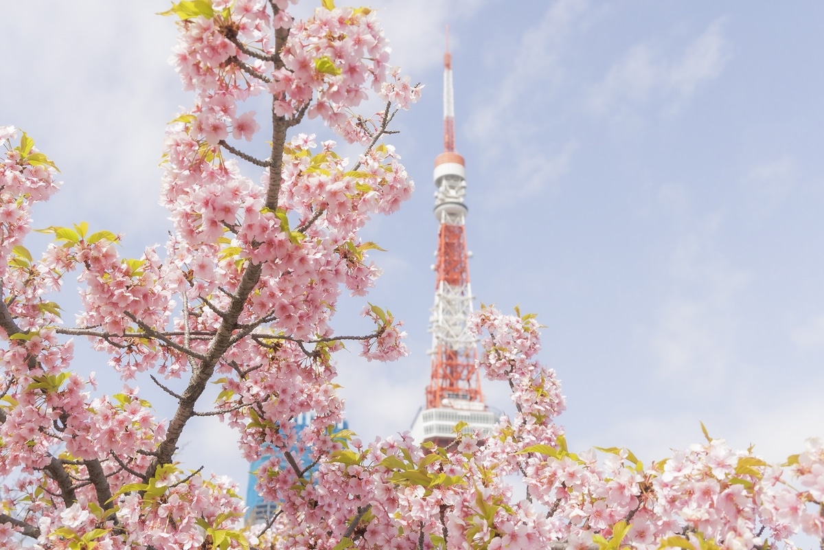 東京タワーと河津桜