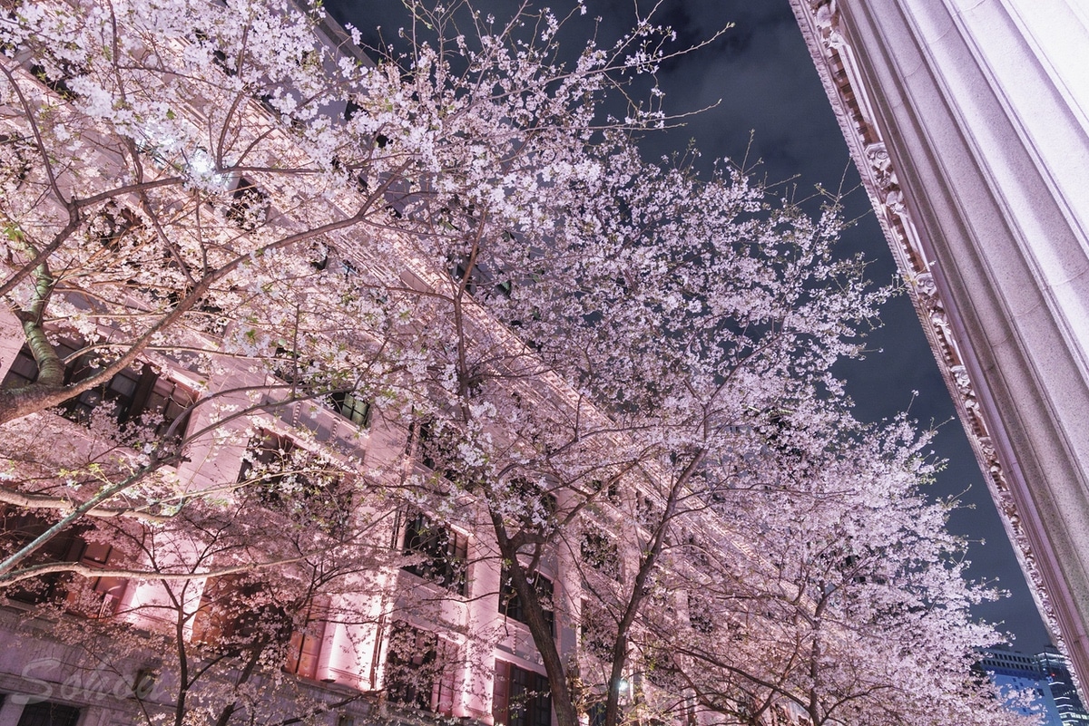 江戸桜通りの桜のライトアップ