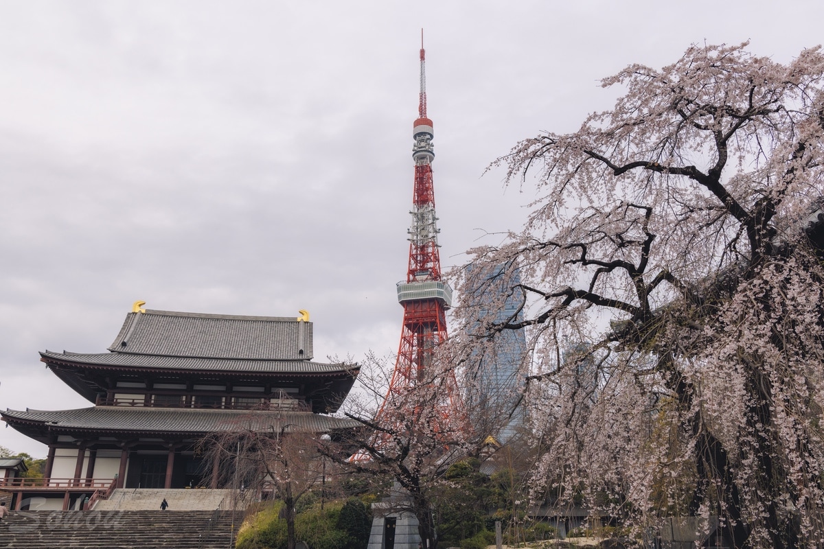 増上寺と東京タワーとしだれ桜