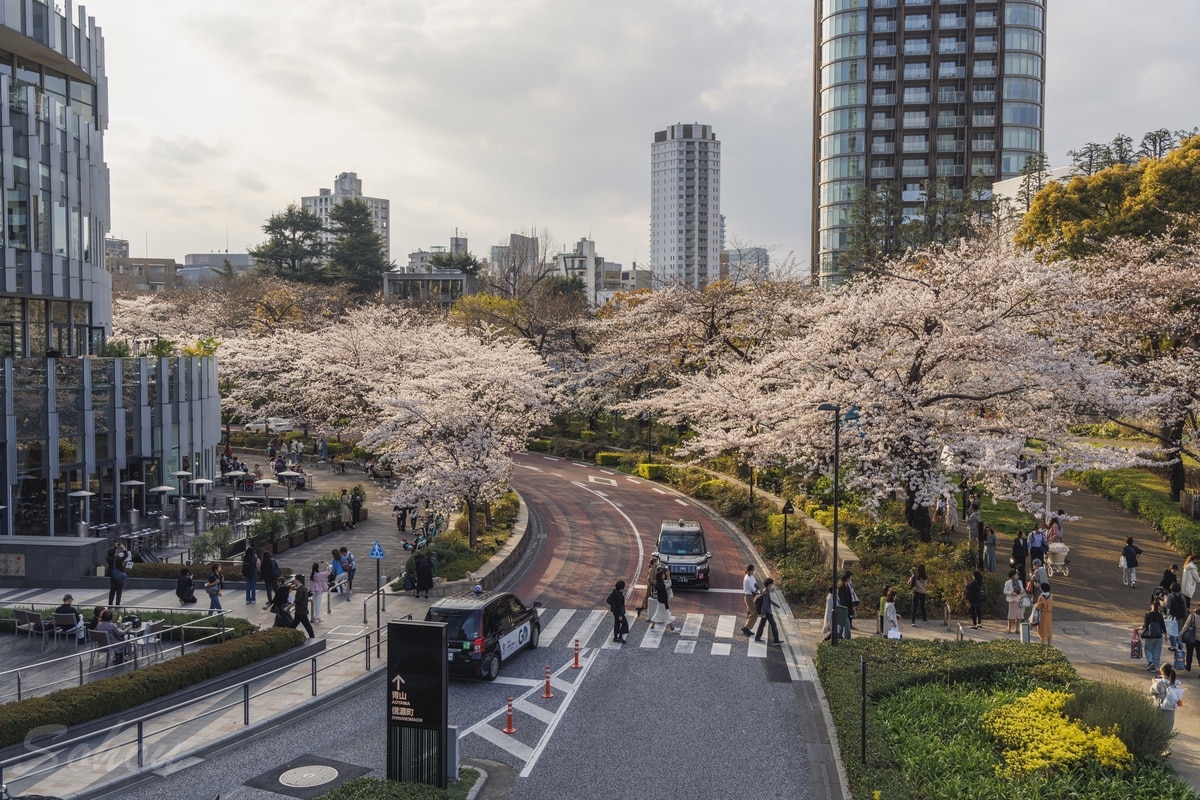 東京ミッドタウンの桜