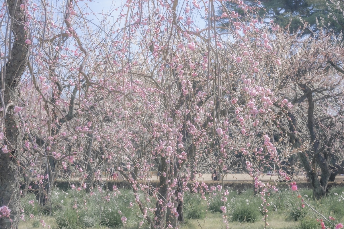 新宿御苑の枝垂れ梅