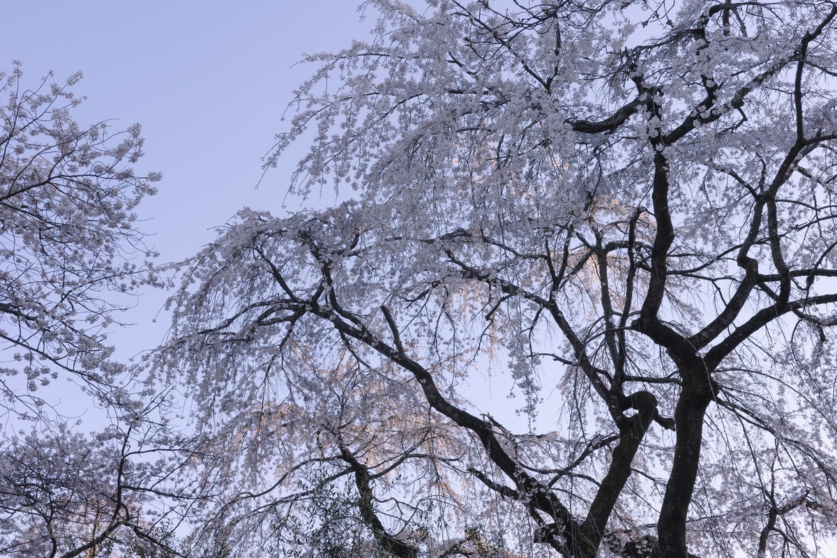 川越中院の枝垂桜