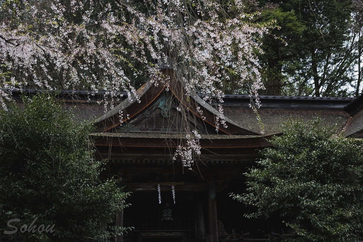 吉野水分神社の桜